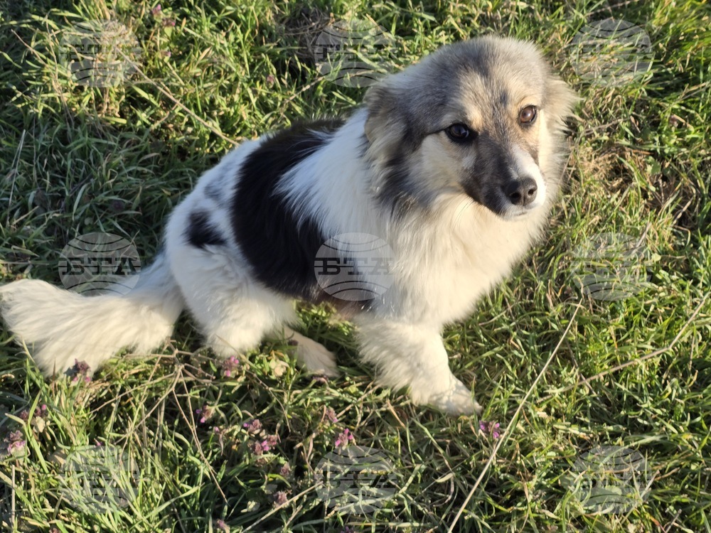 Turkiye Considers Banning Pets from Restaurants and Cafes
