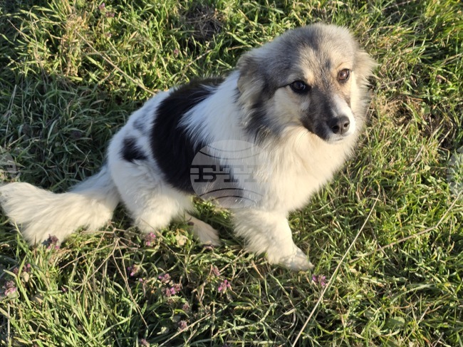 Turkiye Considers Banning Pets from Restaurants and Cafes
