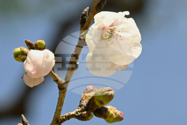 Japan Cherry Blossoms