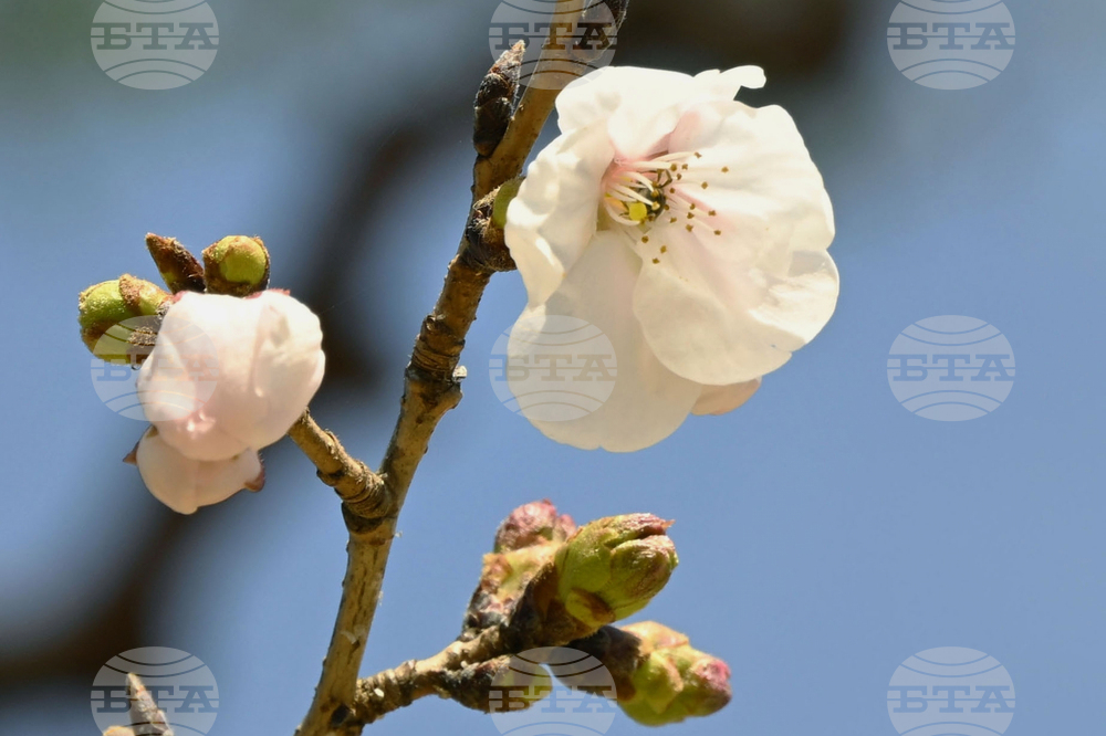 Japan Cherry Blossoms