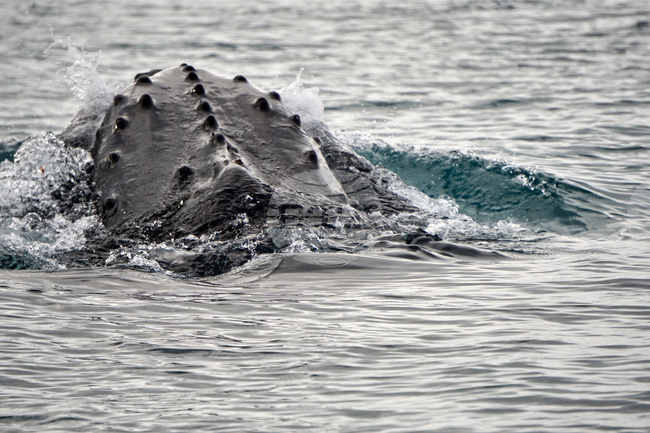First Whale Recording