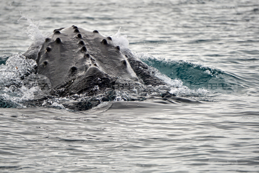 First Whale Recording