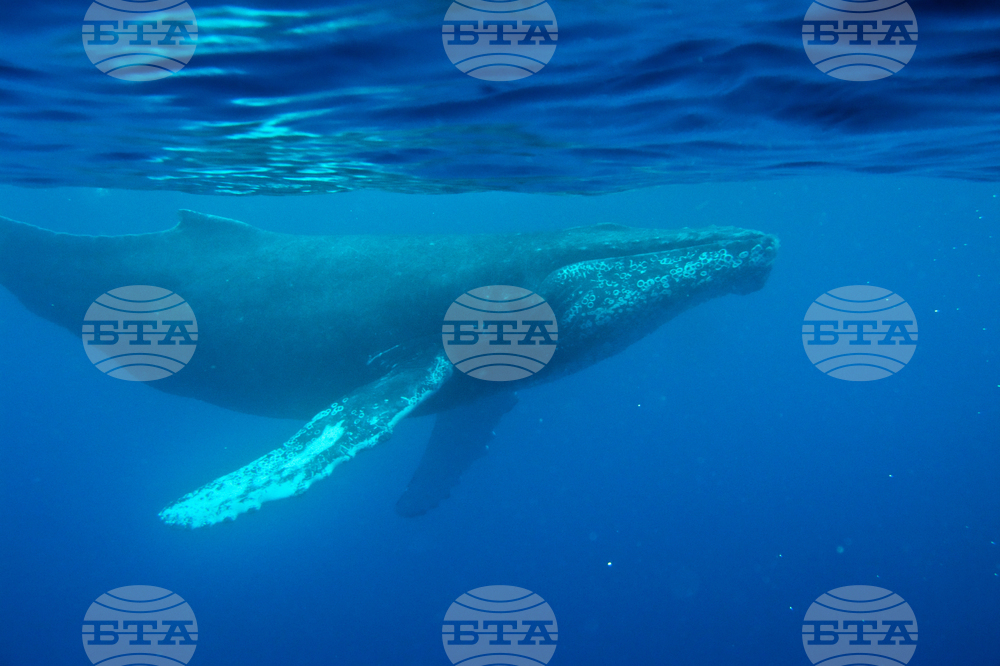 First Whale Recording