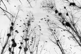 Велико Търново