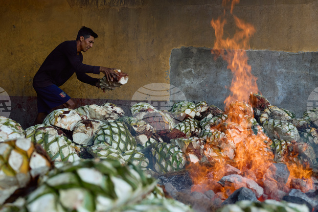 Climate Mexico Mezcal Deforestation