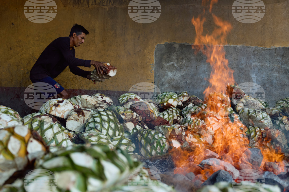Climate Mexico Mezcal Deforestation