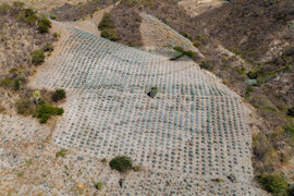 Climate Mexico Mezcal The Process