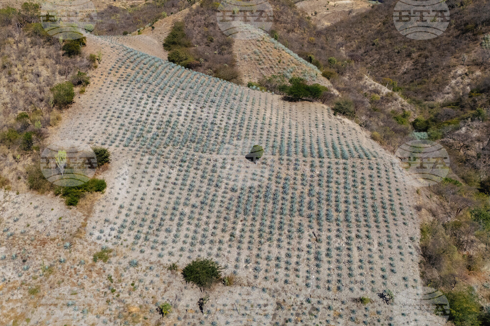 Climate Mexico Mezcal The Process