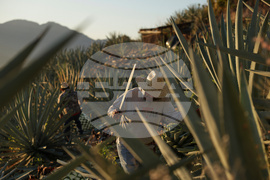 APTOPIX Climate Mexico Mezcal Deforestation