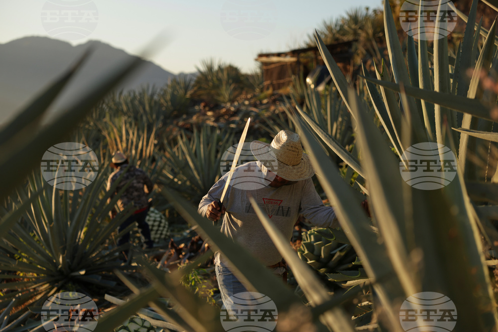 APTOPIX Climate Mexico Mezcal Deforestation