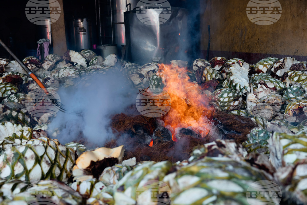 Climate Mexico Mezcal The Process