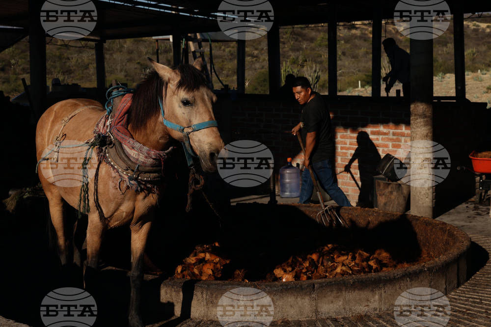 Climate Mexico Mezcal The Process