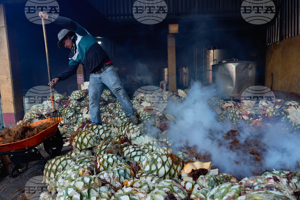 Climate Mexico Mezcal The Process