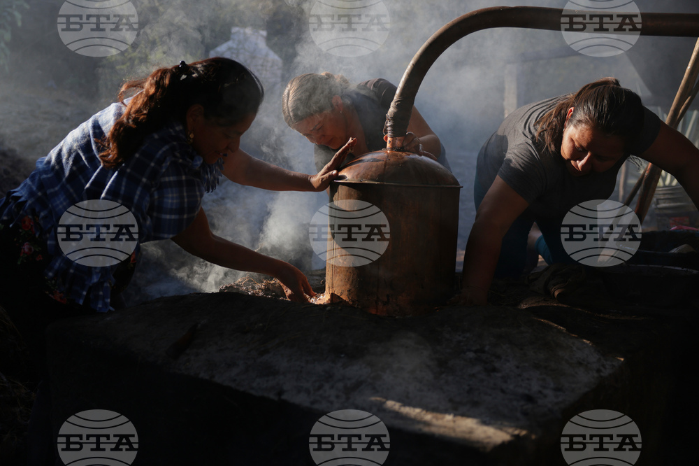 APTOPIX Climate Mexico Mezcal Deforestation