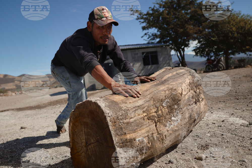 Climate Mexico Mezcal Deforestation