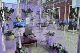 Враца - пролетна украса