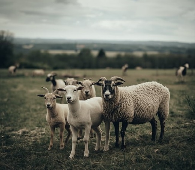 Българската агенция по безопасност на храните започва масови проверки по южната граница заради шап в Кипър и шарка в Гърция