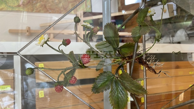 Екипът на Природонаучния музей в с. Черни Осъм ще представи изложбата „Керамична флористика – изкуство и ботаника“ на 6 април