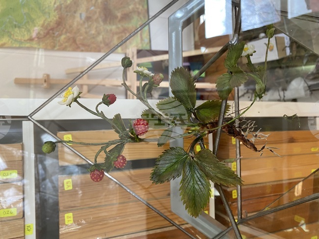 Екипът на Природонаучния музей в с. Черни Осъм ще представи изложбата „Керамична флористика – изкуство и ботаника“ на 6 април