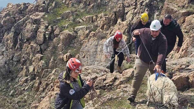 Акция по спасяването на пропаднали в пропаст овце провеждат доброволци край кърджалийското село Широко поле