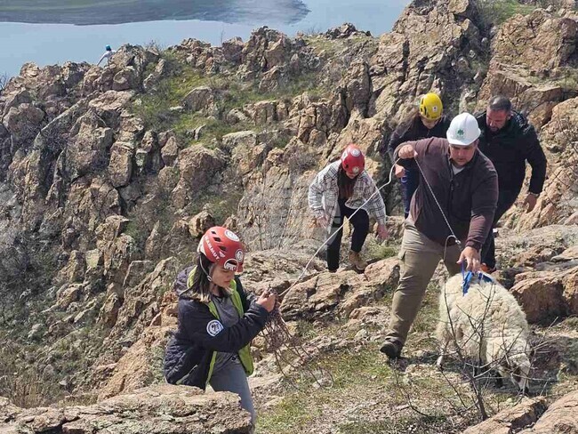 Акция по спасяването на пропаднали в пропаст овце провеждат доброволци край кърджалийското село Широко поле