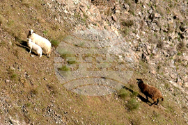 Село Широко поле - спасяване - овце