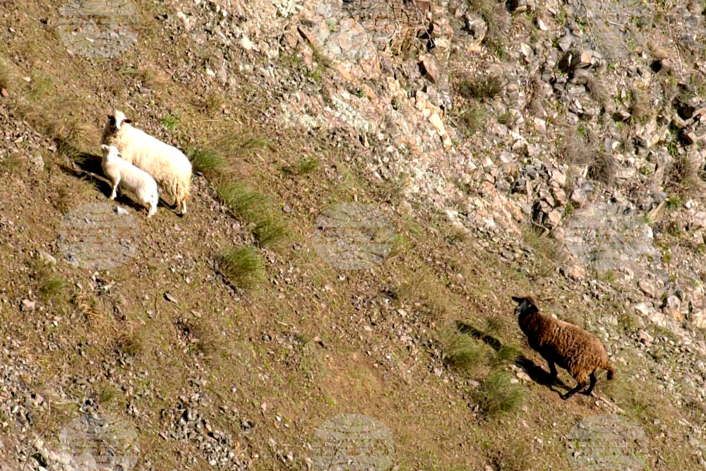 Село Широко поле - спасяване - овце