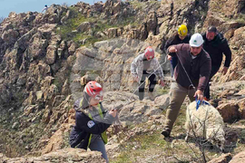 Село Широко поле - спасяване - овце
