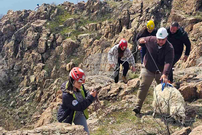 Село Широко поле - спасяване - овце