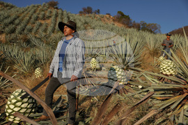 Climate Mexico Mezcal Photo Gallery