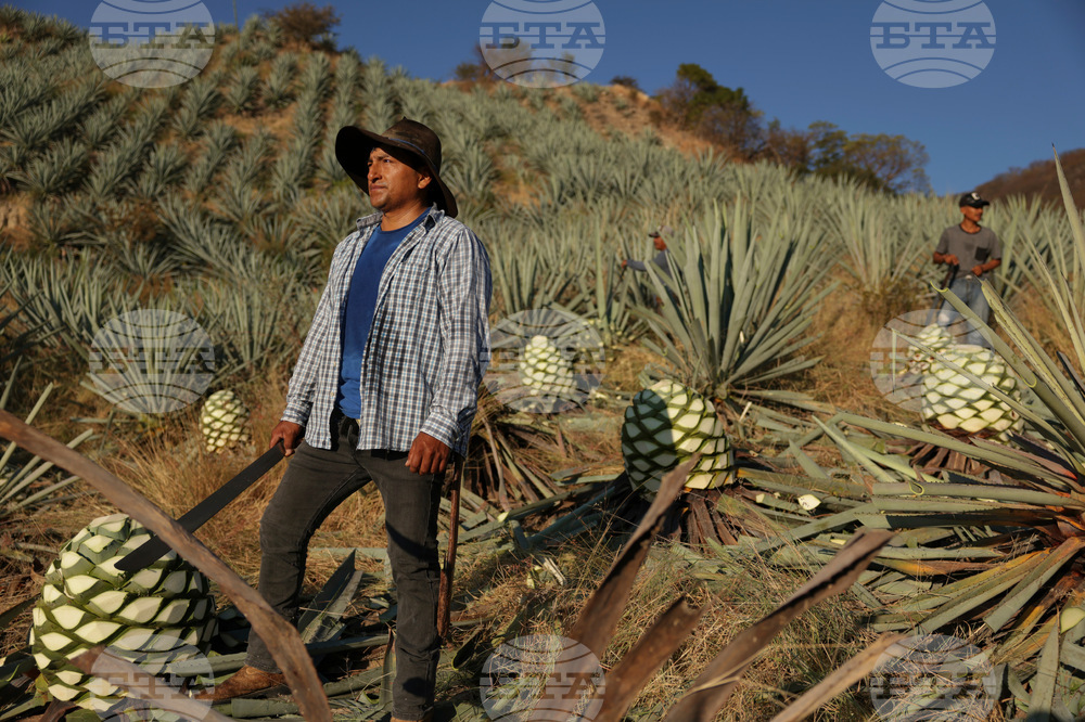 Climate Mexico Mezcal Photo Gallery