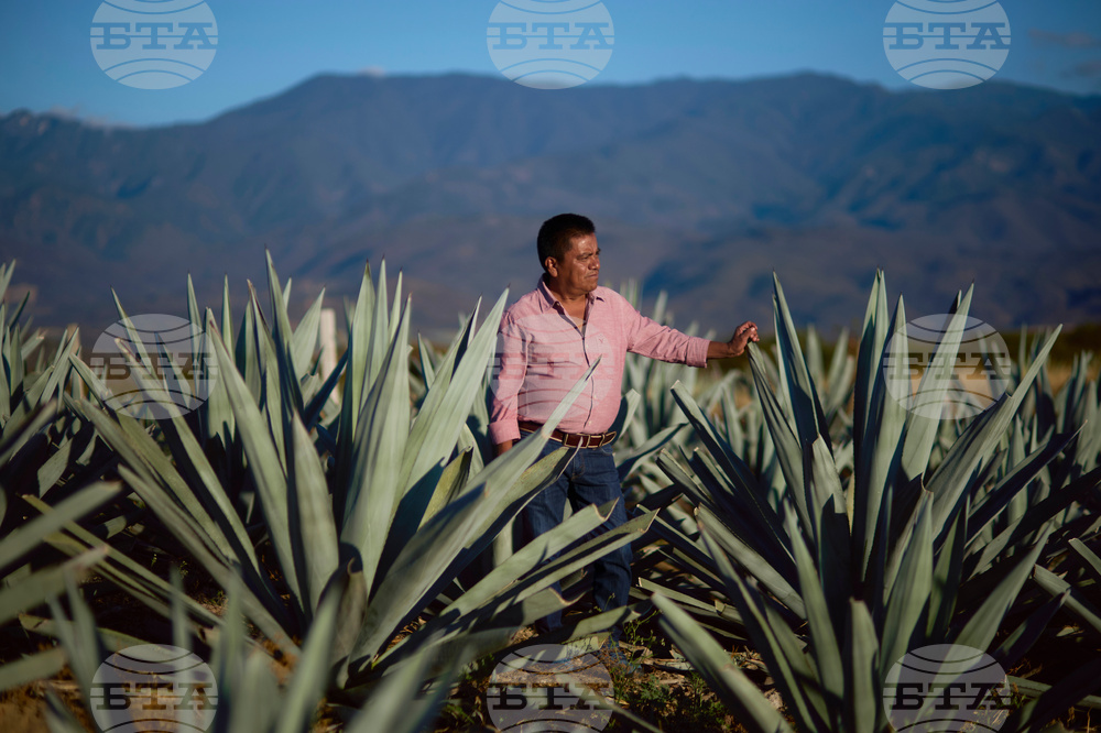 Climate Mexico Mezcal Photo Gallery