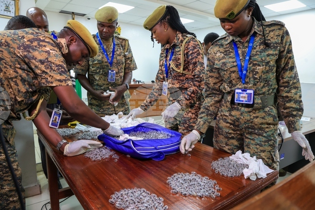 Kenya Ant Trafficking