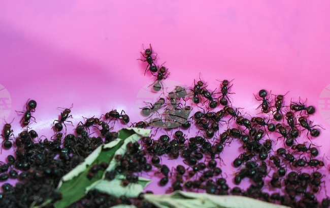 Азиатската иглена мравка е забелязана за първи път в Германия