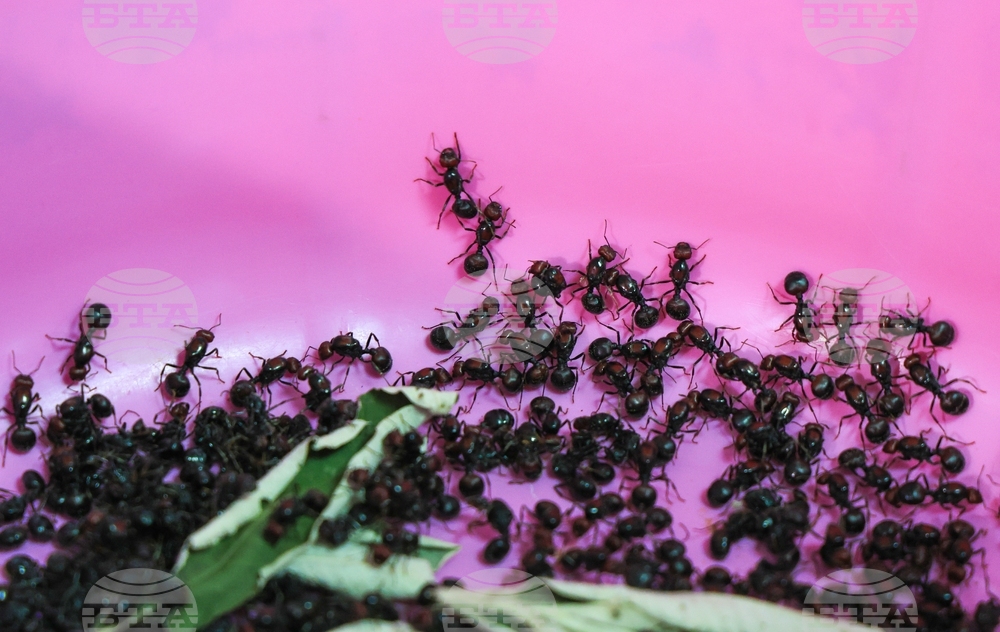 Kenya Ant Trafficking