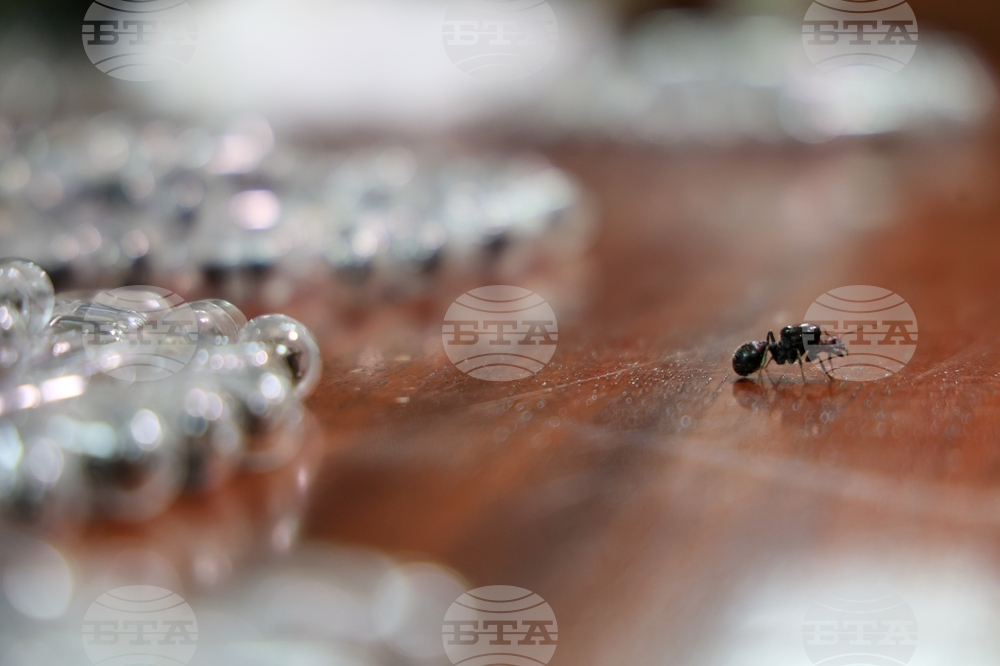 Kenya Ant Trafficking