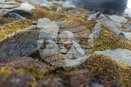 Антарктика през погледа на екипажа на НИК 421 - Димитър Бахчеванов