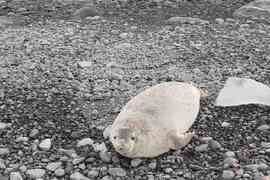 Антарктика през погледа на екипажа на НИК 421 - Никола Липчев