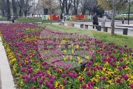 Плевен - Великденска украса - лалета