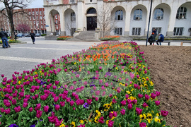 Плевен - Великденска украса - лалета