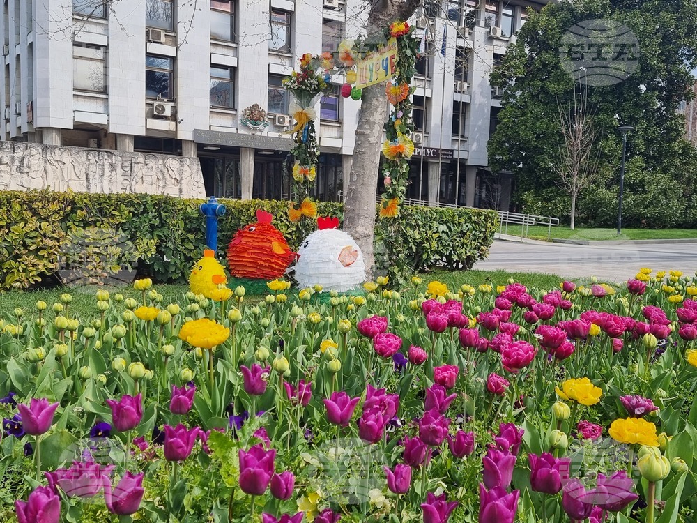 Плевен - Великденска украса - лалета