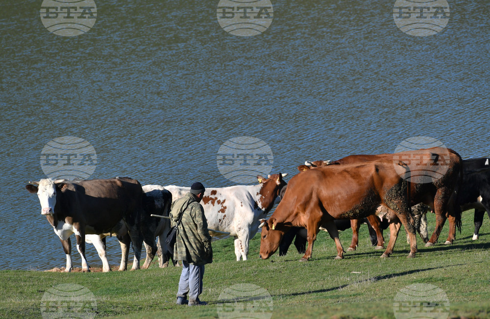 Cattle Production in EU Down 3.2% over 10 Years, Up 37.7% in Bulgaria, Eurostat Data