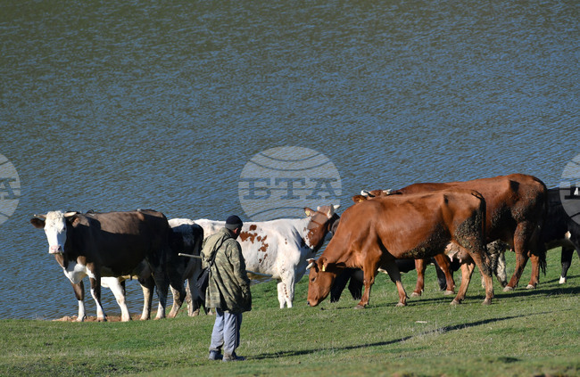 Cattle Production in EU Down 3.2% over 10 Years, Up 37.7% in Bulgaria, Eurostat Data