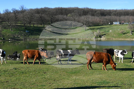 Село Старо селище - всекидневие - водопой