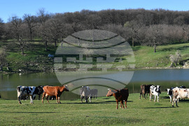 Село Старо селище - всекидневие - водопой