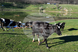 Село Старо селище - всекидневие - водопой