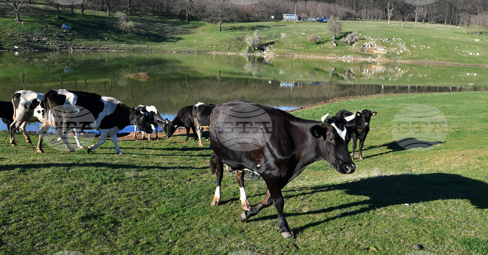 Огнище на болестта "син език" е регистрирано във ферми за говеда в Югозападна Румъния