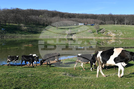 Село Старо селище - всекидневие - водопой