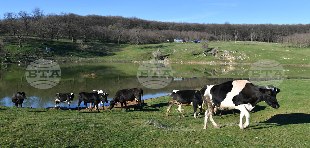 В Хърватия е потвърден случай на болестта син език по преживните животни