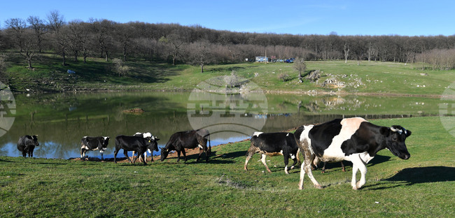 В Хърватия е потвърден случай на болестта син език по преживните животни